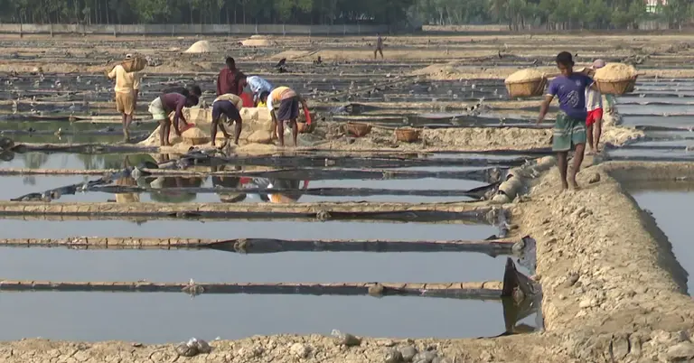 কক্সবাজারে লবণ চাষ করা হচ্ছে